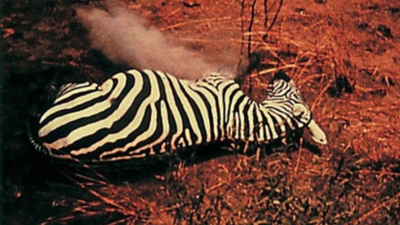 Kubelka, Unsere Afrikareise, 1965